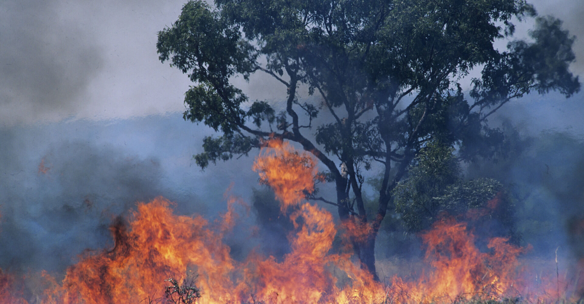 pożary lasów w amazonii